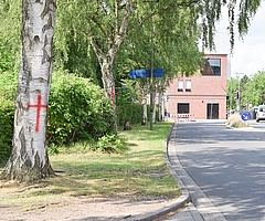 Rote Kreuze prangen an zwei Birken neben der Schauenburgerstraße. Sie müssen dem Stadtumbau weichen, aber die Stadt hat die Markierungen nicht angebracht. (Foto: Frank)