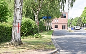 Rote Kreuze prangen an zwei Birken neben der Schauenburgerstraße. Sie müssen dem Stadtumbau weichen, aber die Stadt hat die Markierungen nicht angebracht. (Foto: Frank)