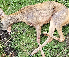 Der durch den Verkehrsunfall schwer verletzte Rehbock musste getötet werden. (Foto: KJS Pinneberg)