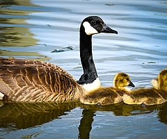 Eine Familie von Kanadagänsen. Sie brüten in den Monaten März, April, Mai, Juni, Juli und August. (Symbolfoto: Pixabay)