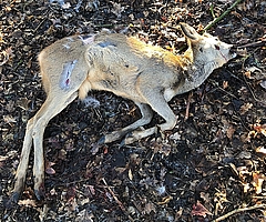 Dieses Reh wurde in Elmshorn von Hunden zerbissen. (Foto: Kreisjägerschaft Pinneberg)