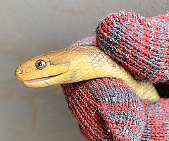 Diese Äskulapnatter ist 1,30 Meter lang. (Foto: Erdmann)