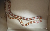 Die amerikanische Kornnatter ist 50 Zentimeter lang, aber ungiftig. (Foto: Wildtier- und Artenschutzzentrum)