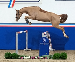 New Capitola (Katalognummer 1) v. Balou du Rouet entspringt dem Zweig des Stamms 173, der auch den Jahrhunderthengst Capitol hervorgebracht hat. Sie und die anderen noch nicht gerittenen Pferde sind in die Elmshorner Stallungen gezogen. (Foto: Janne Bugtrup)