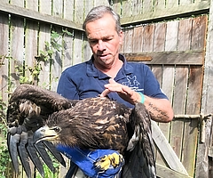 Christian Erdmann mit dem aufgepäppelten jungen Seeadler, dessen Standort mit Hilfe eines Senders verfolgt wird. (Foto: Wildtierstation Sparrieshoop)