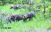 Die Wolfsbeobachter des Landes Schleswig-Holstein filmten diese vier Wolfswelpen am 22. Mai im Segeberger Forst. (Foto: Landesamt für Umwelt)