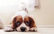 Die Stadt will mit Hausbesuchen die Zahl der tatsächlich gehaltenen Hunde überprüfen. (Symbolfoto: Pixabay)