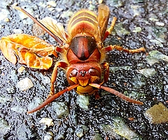"Makros - ganz nah dran": Der Online-Fotowettbewerb der Holsteiner Allgemeine Zeitung endet am 1.10.2023 um 0:00 Uhr. Hier im Bild zu sehen ist die spektakuläre Nahaufnahme einer Hornisse (Foto: Karsten Behrend).