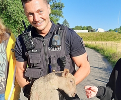 Ein Polizeibeamter zog sich Handschuhe über und brachte das Lämmchen in Sicherheit. (Foto: Polizeidirektion Bad Segeberg)
