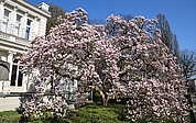 Die Magnolie vor der Weißen Villa steht kurz vor ihrer vollen Blüte. (Foto: Frank)