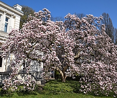 Die Magnolie vor der Weißen Villa steht kurz vor ihrer vollen Blüte. (Foto: Frank)