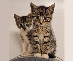 Diese Katzen haben noch einen Platz gefunden. (Foto: Tierheim Elmshorn)