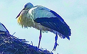 Der verletzte Storch, als er sich noch im Nest in Westerhorn befand. (Foto: privat)