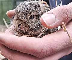 Junge Feldhasen müssen wochenlang gesäugt werden. Die Wildtierauffangstationen haben kaum noch Kapazitäten frei. (Foto: Christian Erdmann, Wildtier- und Artenschutzzentrum Klein Offenseth-Sparrieshoop) 