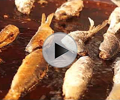 39. Kappelner Heringstage 2017