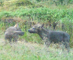 Diese Wolfswelpen wurden am 1. Juli 2023 im Segeberger Forst von einer sogenannten Fotofalle aufgenommen. Seither steht fest, dass in Schleswig-Holstein ein Wolfsrudel lebt. (Foto: LfU SH)