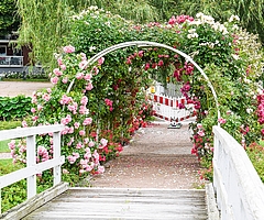 Von der Südseite aus Richtung der Straße Am Mühlenteich ist die Hochzeitsinsel wieder offen. Auf der Nordseite beim Parkhotel Rosarium verhindern aber weiterhin Absperrgitter den Zugang. (Foto: Frank)
