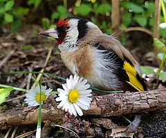 Platz 1: Das Foto eines jungen Stieglitz, auch genannt Distelfink, von Heike Galonska aus Glückstadt. 