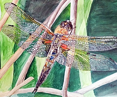 Roland Büscher malt Insekten naturgetreu. (Quelle: Roland Büscher)