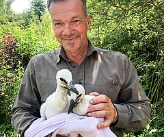 Im Wildtierzentrum in Sparrieshoop ziehen Stationsleiter Christian Erdmann und sein Team zwei aus dem Nest geworfene Storchenküken auf. (Foto: Wildtierzentrum Sparrieshoop)