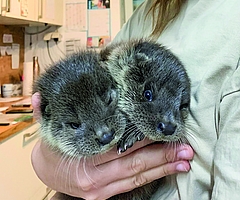 Possierlich anzusehen, ausgewachsen aber gar nicht so klein: Die Raubtiere können 1,3 Meter lang werden. Foto: Wildtierstation