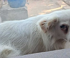 Mischlingshündin Nedelja büxte am 7. Juli in Elmshorn am Drosselkamp aus. Seither läuft sie durch die Stadt. Halterin Miriam Schiburr bittet darum, keine Einfangversuche zu starten. Das könnte Nedelja in gefährliche  Situationen bringen, da sie sehr ängstlich ist. Der Verein K-9 Tiersuche Nord kümmert sich um den Fall. Wer Nedelja sieht, ruft die Polizei oder den Tierheim-Notdienst unter 0175 1073222 an. (Foto: Claudia Brockmann)