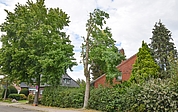 Der Baum in der Mitte an der Besenbeker Straße wird gefällt. (Foto: Frank)