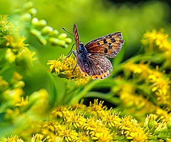 Der Rückgang der Tagfalter in Schleswig-Holstein ist landesweit erschreckend. In einigen Naturschutzgebieten gibt es nun zumindest Hoffnung für eine bestimmte Schmetterlingsart. (Symbolfoto: pixabay)