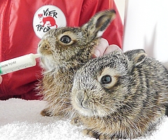 Feldhasen sind keine Fluchttiere und ducken sich stattdessen, um nicht entdeckt zu werden. Unter den Ästen und Zweigen, die für ein Osterfeuer aufgeschichtet werden, wähnen sie sich in Sicherheit. (Foto: Wildtier- und Artenschutzzentrum)