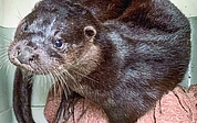 Hat sich bestens erholt: Fischotter „Fiete“ konnte in sein angestammtes Revier zurückgebracht werden. (Foto: Wildtierstation)