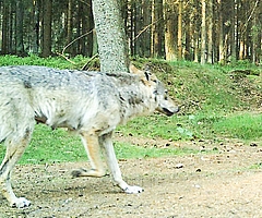 Die hervorstehenden Milchdrüsen dieser Wölfin lassen darauf schließen, dass sie Welpen säugt.  (Foto: Landesamt für Umwelt Schleswig-Holstein)