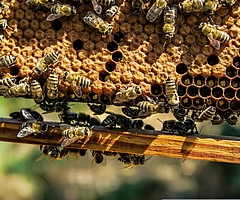 Die Teilnehmer des Imkerkurses lernen, wie sie Bienen artgerecht halten. (Foto: Pixabay)