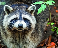Waschbären breiten sich auch in Schleswig-Holstein immer stärker aus. (Foto: DJV Kreisjägerschaft Pinneberg)