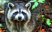 Waschbären breiten sich auch in Schleswig-Holstein immer stärker aus. (Foto: DJV Kreisjägerschaft Pinneberg)