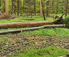 Die Diebe schnitten Eschen in transportfähige Stücke und transportieren vielen davon ab. Diese ließen sie liegen. (Foto: Polizeidirektion Bad Segeberg)