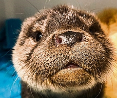 So süß: Mathilda guckt neugierig in die Kamera. In der Wildtierauffangstation wird sie aufgepäppelt. (Foto: Christian Erdmann/Wildtier- und Artenschutzzentrum)