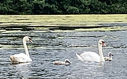 Mama, Papa und zwei Kinder: Eine glückliche Schwanenfamilie schwimmt auf dem Rantzauer See und lässt es sich gutgehen. (Foto: Ernst-Reimer Saß)