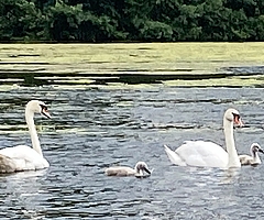 Mama, Papa und zwei Kinder: Eine glückliche Schwanenfamilie schwimmt auf dem Rantzauer See und lässt es sich gutgehen. (Foto: Ernst-Reimer Saß)