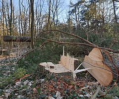 Im Februar 2023 wurden Bäume an der B431 im Liether Stadtwald gefällt. (Foto: Strandmann)