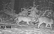 Eine Wildkamera fotografierte das Wolfsrudel. (Foto: LfU SH)