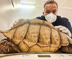 Stationsleiter Christian Erdmann mit der afrikanischen Sprornschildkröte. Woran das tot aufgefundene Tier gestorben ist, ist unklar. (Foto: Wildtierstation Sparrieshoop) 
