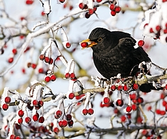 Keck: Eine Amsel im Beerenstrauch. (Foto: Mike Lane/fotolia/Nabu Schleswig-Holstein)