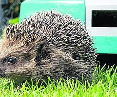 Im Wildtier- und Artenschutzzentrum in Klein Offenseth-Sparrieshoop werden pro Jahr etwa 50 Igel abgegeben, die von Mährobotern verstümmelt wurden. Leiter Christian Erdmann rechnet mit einer weitaus höheren Dunkelziffer an Opfern. (Foto: Kerstin Ellersdorfer, BUND Naturschutz in Bayern)